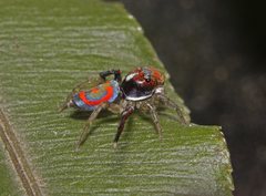 Maratus splendens