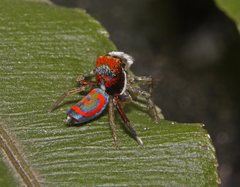 Maratus splendens