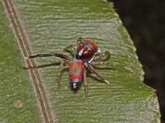 Maratus splendens