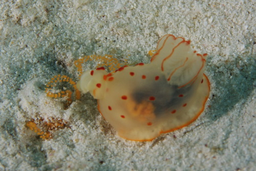 Gymnodoris ceylonica