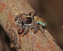 Maratus amabilis
