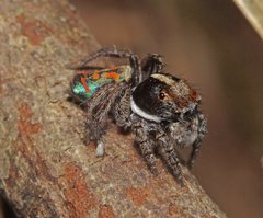 Maratus amabilis