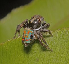 Maratus amabilis