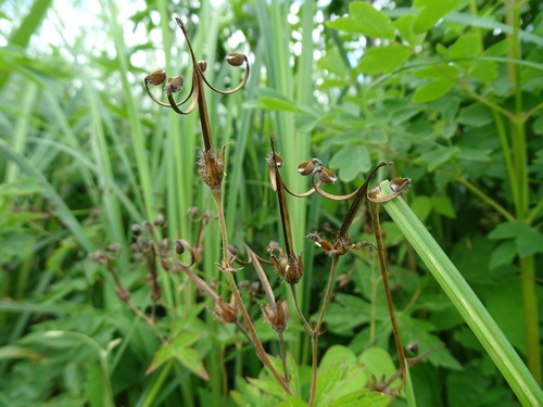 Cranesbill