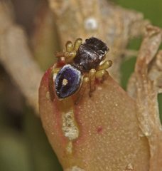 Maratus hesperus