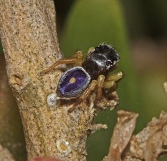 Maratus hesperus