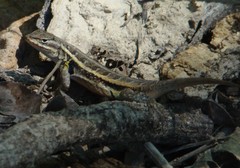 Sceloporus variabilis marmoratus