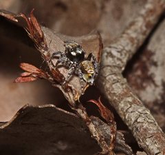 Maratus plumosus