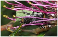 Megachile chrysopyga