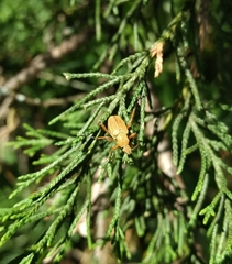 Macrodactylus subspinosus