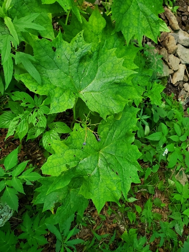 Image of Diphylleia cymosa by (c) Will Kuhn, some rights reserved (CC BY)