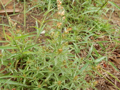 Gamochaeta falcata