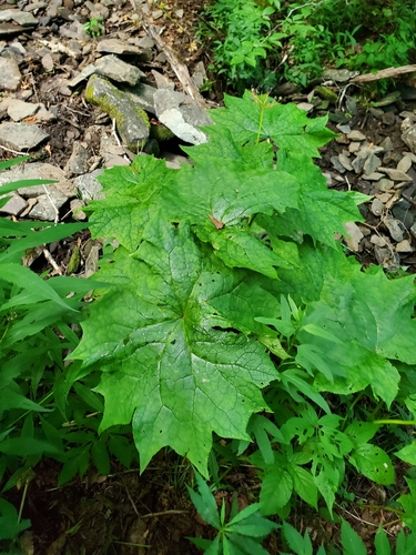 Image of Diphylleia cymosa by (c) Will Kuhn, some rights reserved (CC BY)