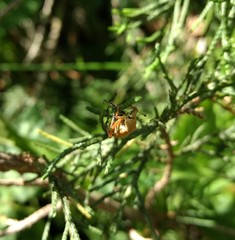 Macrodactylus subspinosus