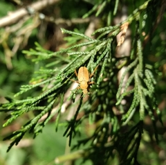 Macrodactylus subspinosus