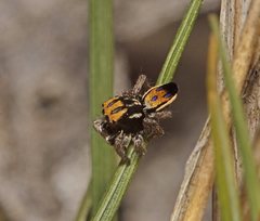 Maratus purcellae