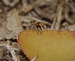Maratus purcellae