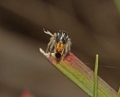 Maratus purcellae