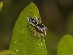 Maratus hesperus