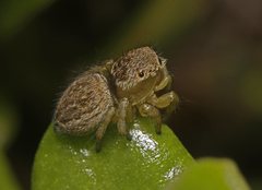 Maratus hesperus