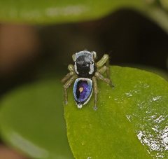 Maratus hesperus