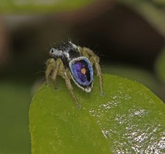 Maratus hesperus