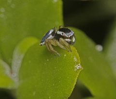 Maratus hesperus