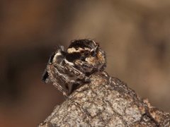 Maratus proszynskii