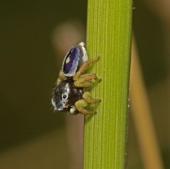 Maratus hesperus