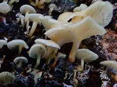 Rhizocybe albida