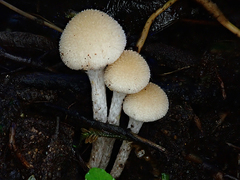 Tympanella galanthina