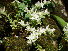 Sedum glaucophyllum