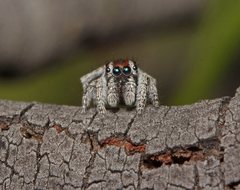 Maratus calcitrans