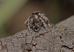 Maratus calcitrans