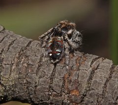 Maratus calcitrans
