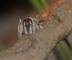 Maratus calcitrans