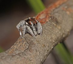Maratus calcitrans