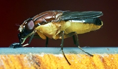 Borbororhinia bivittata