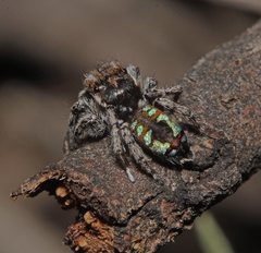 Maratus calcitrans