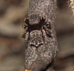Maratus vespertilio