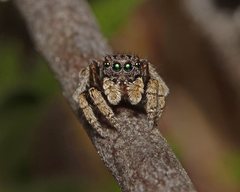 Maratus vespertilio