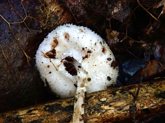 Tympanella galanthina