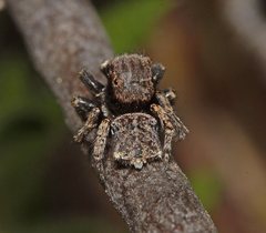 Maratus vespertilio
