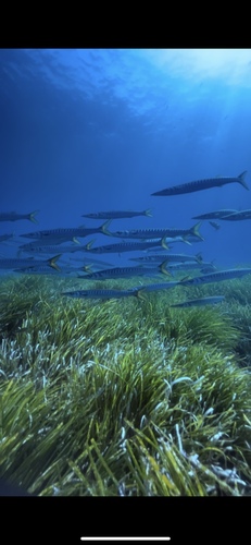European barracuda