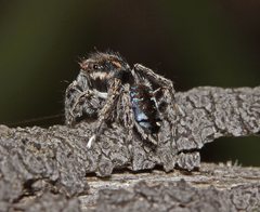 Maratus calcitrans