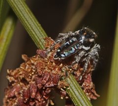 Maratus calcitrans