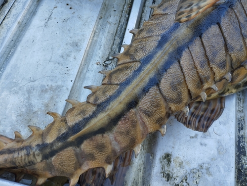 Mother of snails catfish (Megalodoras uranoscopus) — Doradidae — 4