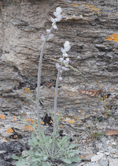 Caulanthus crassicaulis