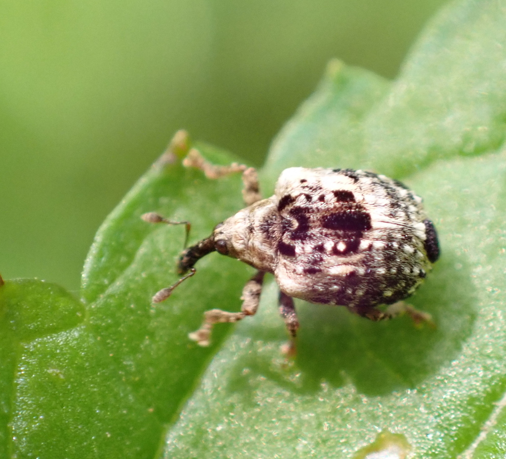 Cionus alauda