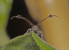Pentacosmia